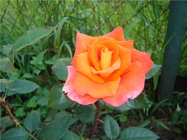 ruže 2010